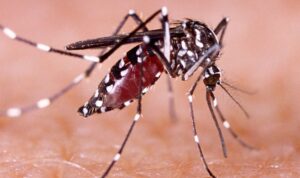 masyarakat-diminta-waspada-kasus-d